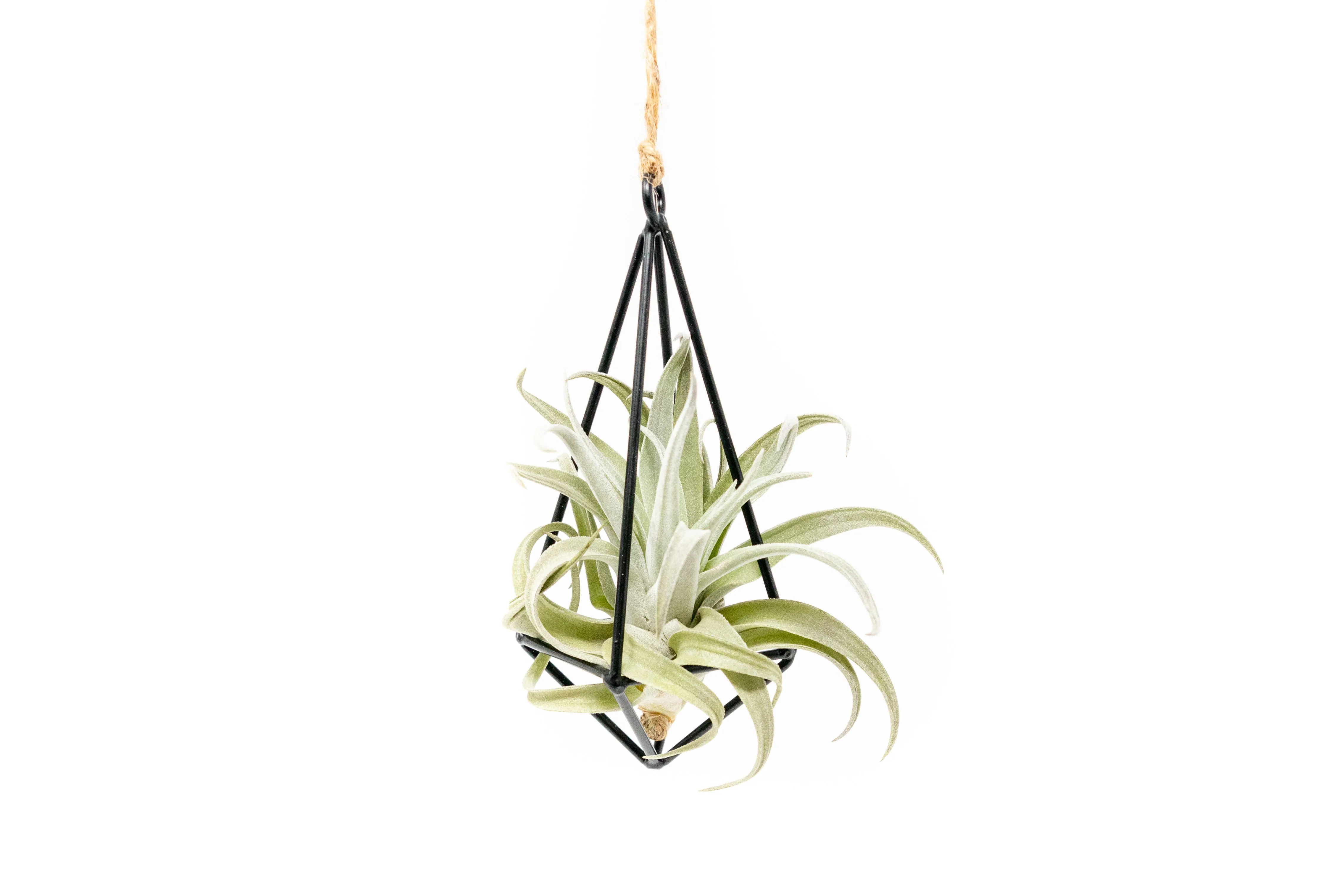 Hanging Metal Pendant with Assorted Tillandsia Air Plants