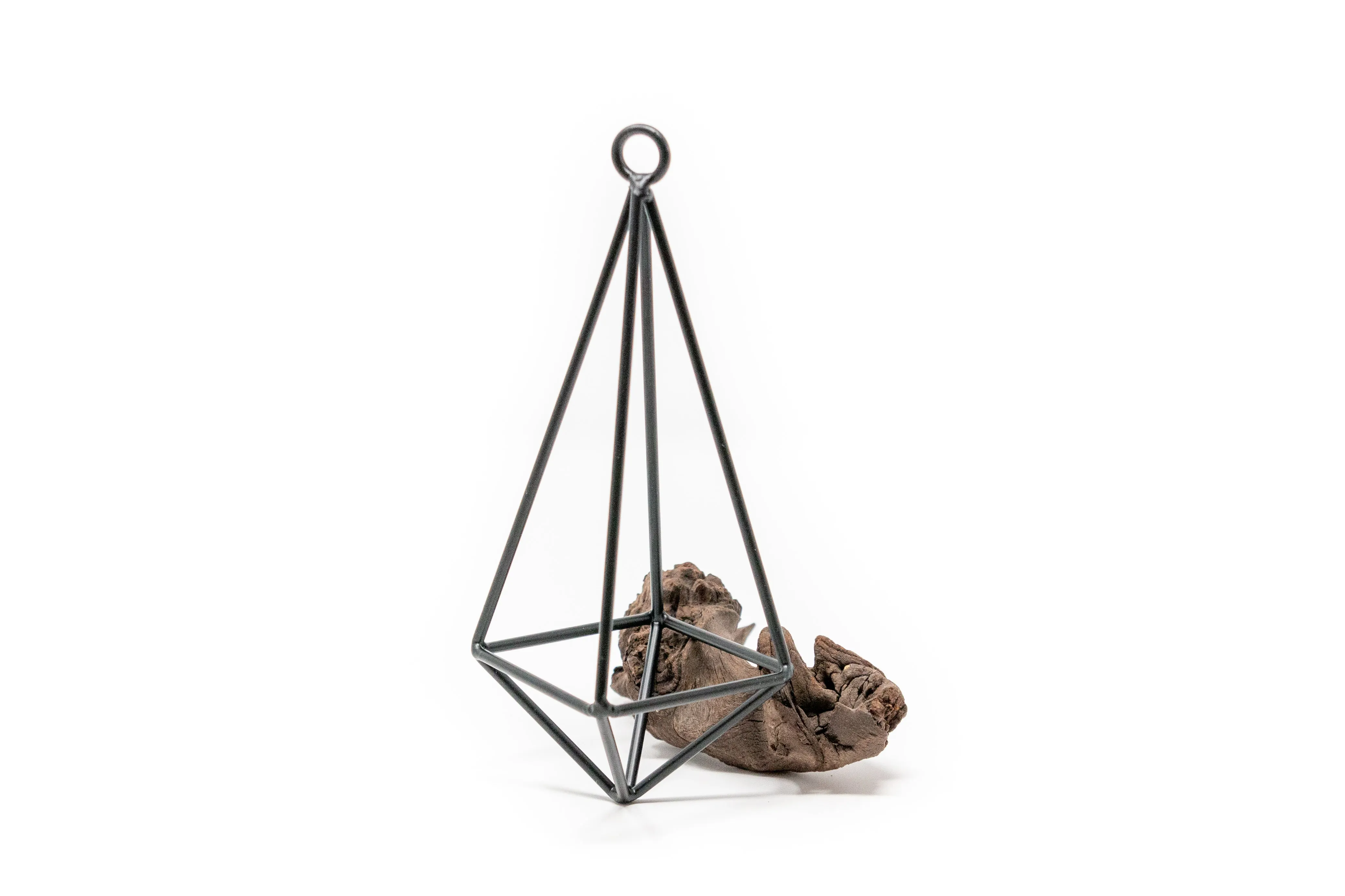 Hanging Metal Pendant with Assorted Tillandsia Air Plants