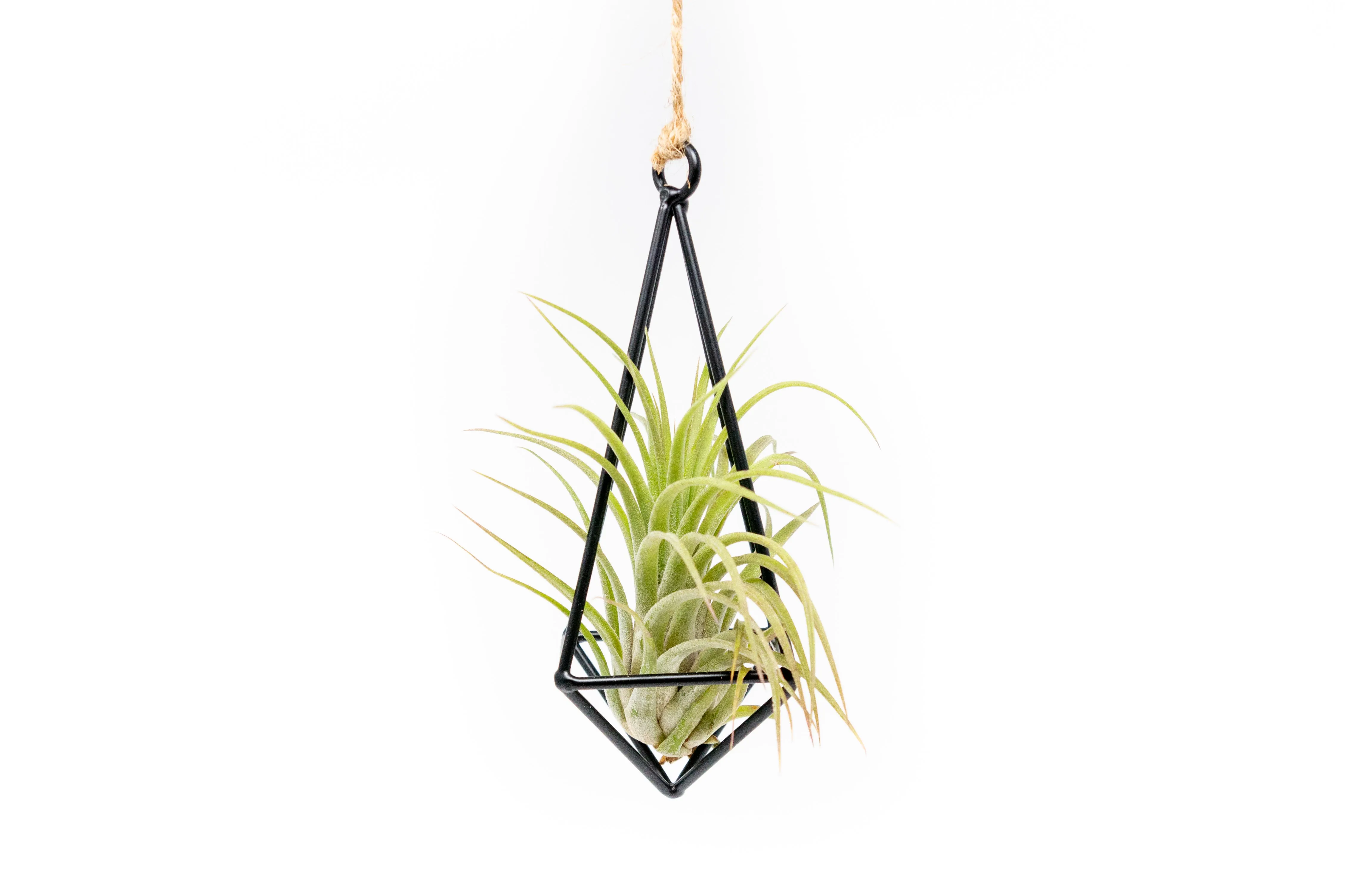 Hanging Metal Pendant with Assorted Tillandsia Air Plants