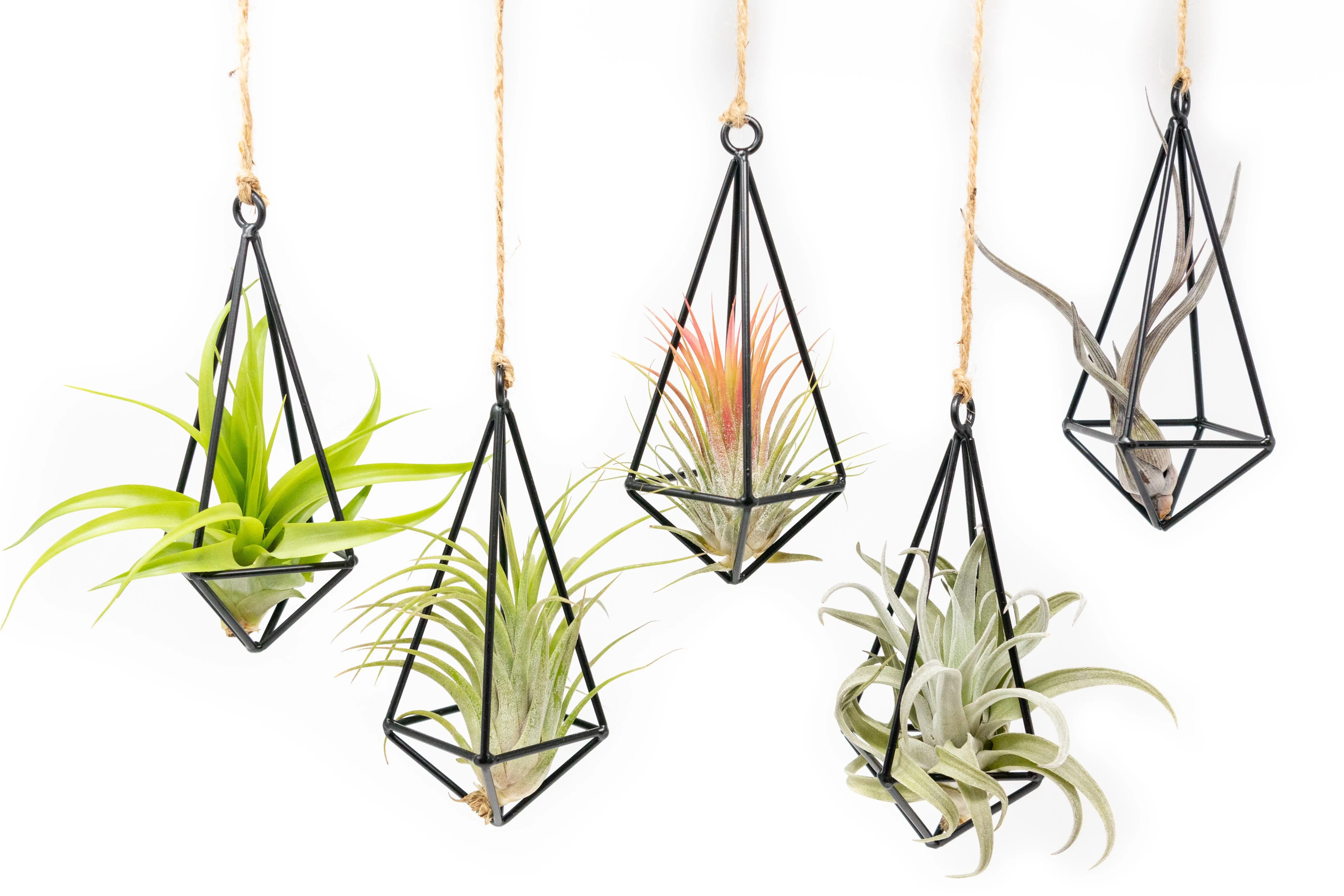 Hanging Metal Pendant with Assorted Tillandsia Air Plants